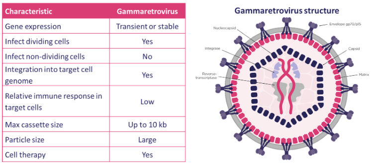 gamma retrovirus structure diagram